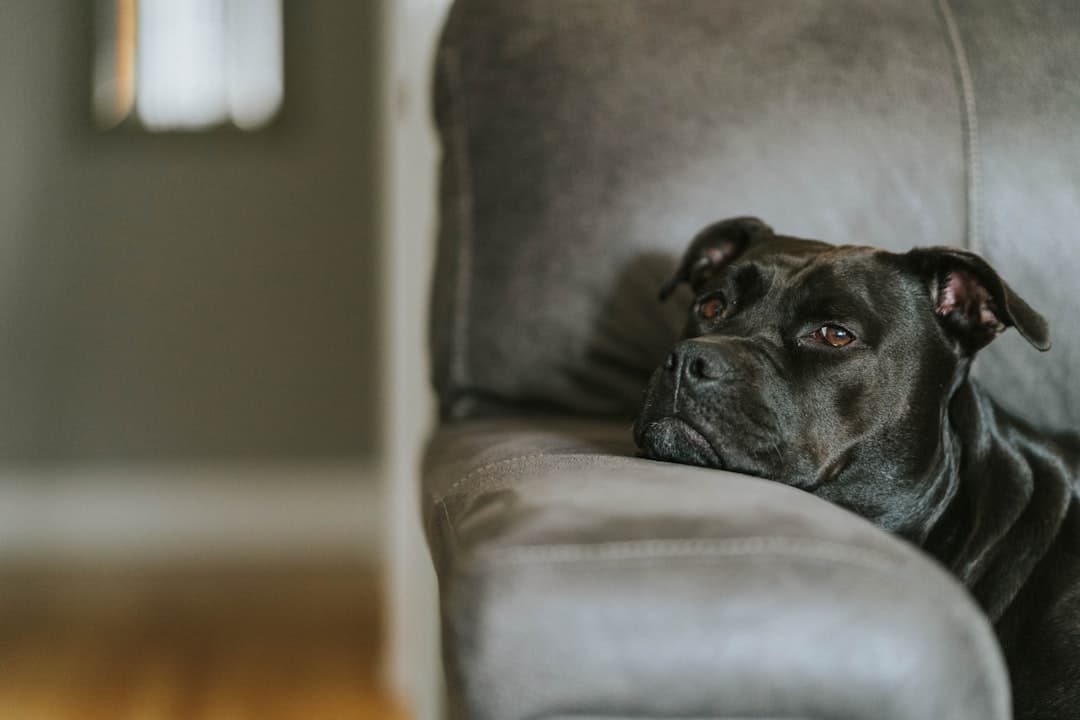 Photo Dog Anxiety