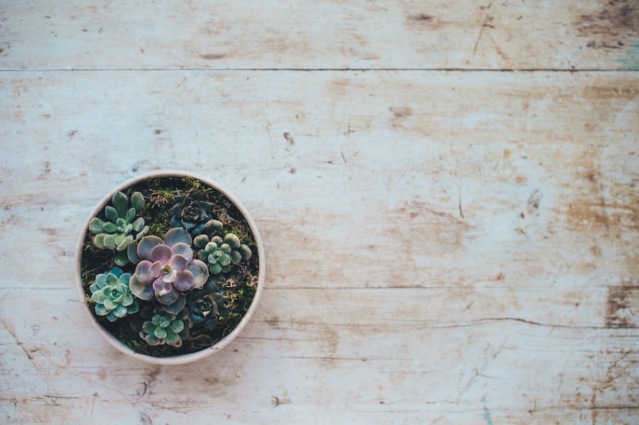 Photo Alternative Medicine